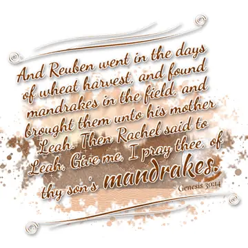 Genesis 30:14 – And Reuben went in the days of wheat harvest, and found mandrakes in the field, and brought them unto his mother Leah. Then Rachel said to Leah, Give…