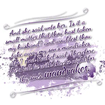 Genesis 30:15 – And she said unto her, Is it a small matter that thou hast taken my husband? and wouldest thou take away my son's mandrakes also? And Rachel said…