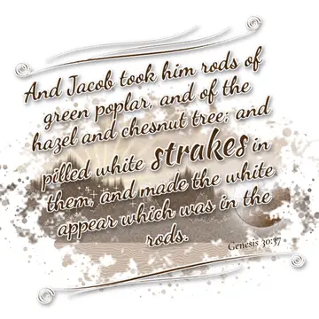 Genesis 30:37 – And Jacob took him rods of green poplar, and of the hazel and chesnut tree; and pilled white strakes in them, and made the white appear which was in…