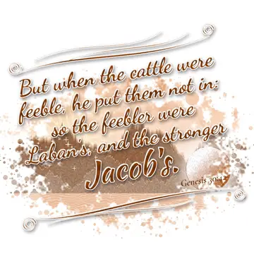 Genesis 30:42 – But when the cattle were feeble, he put them not in: so the feebler were Laban's, and the stronger Jacob's.