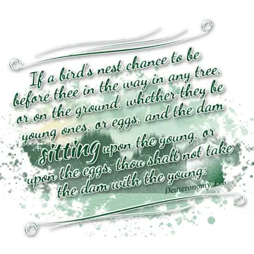 Deuteronomy 22:6 – If a bird's nest chance to be before thee in the way in any tree, or on the ground, whether they be young ones, or eggs, and the dam sitting upon the…