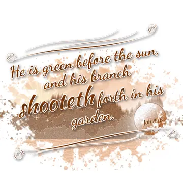 Job 8:16 – He is green before the sun, and his branch shooteth forth in his garden.