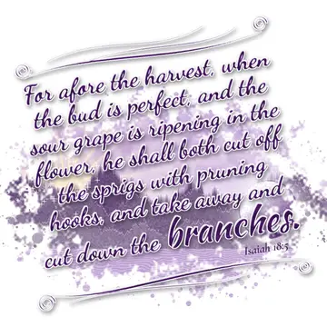 Isaiah 18:5 – For afore the harvest, when the bud is perfect, and the sour grape is ripening in the flower, he shall both cut off the sprigs with pruning hooks…
